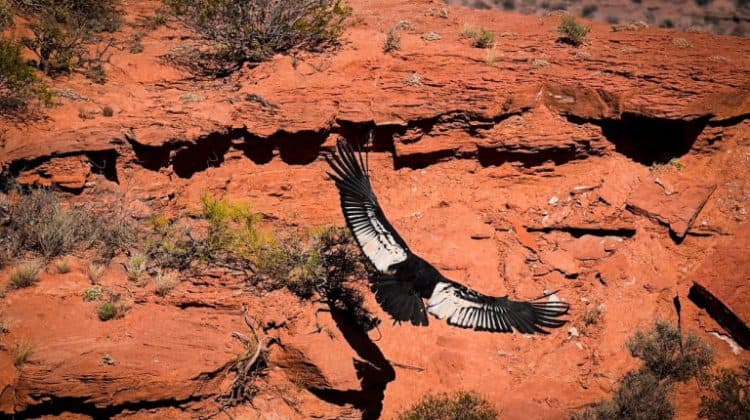 El gigante que volverá al cielo: un cóndor andino recuperará su libertad en Sierra de las Quijadas
