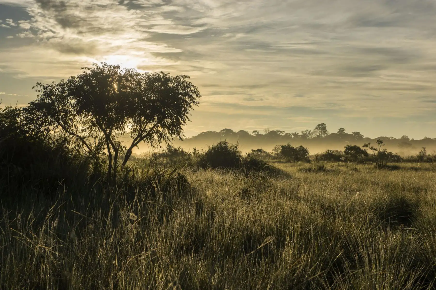 Parque Nacional Bahuaja Sonene: ¿Dónde se ubica y qué biodiversidad alberga?