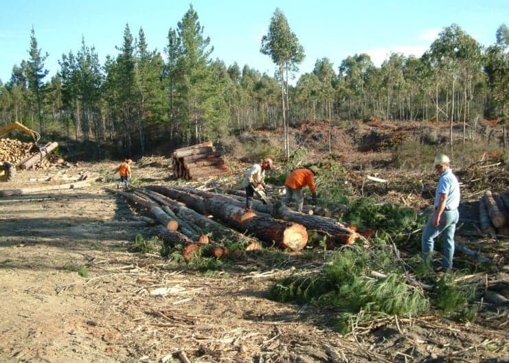 Asoman intereses detrás de anuncio gubernamental por modificar ley sobre tierras indígenas: Contratistas forestales proyectan “150 mil hectáreas para fines productivos”