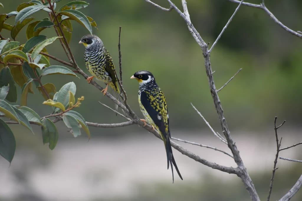 The Leco Indigenous People are Leading the Conservation of the Palkachupa Cotinga in Apolo, Bolivia