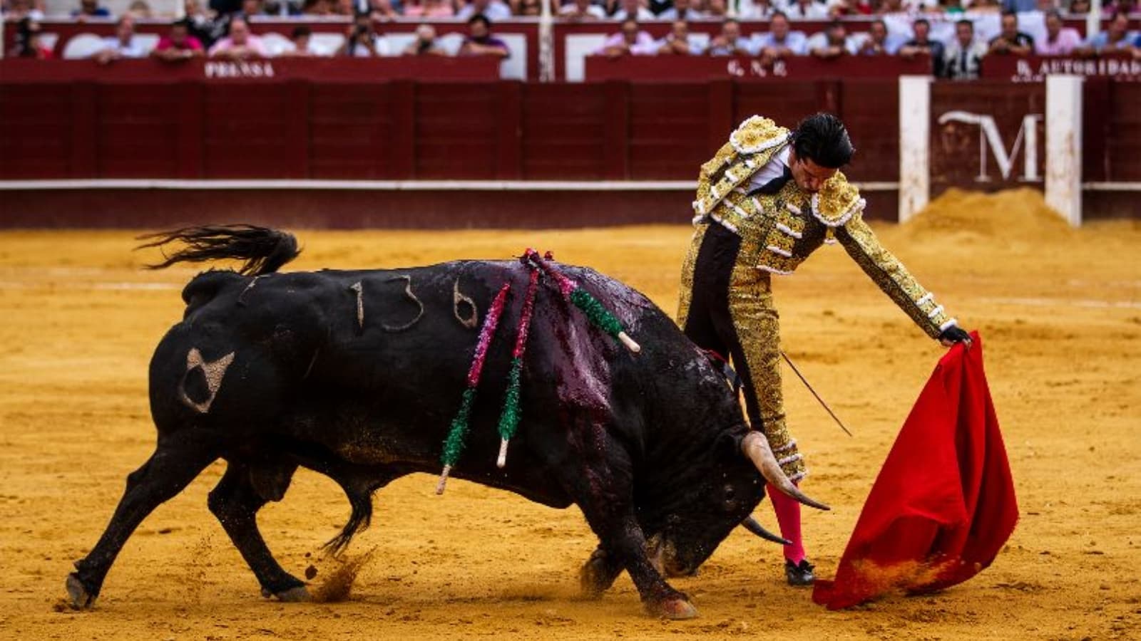 Hidalgo no tiene solicitudes para consulta indígena sobre tauromaquia