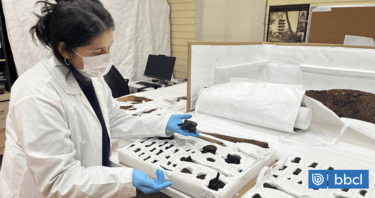 Museo Pedro del Río Zañartu busca devolver cinco momias a pueblos originarios del norte grande
