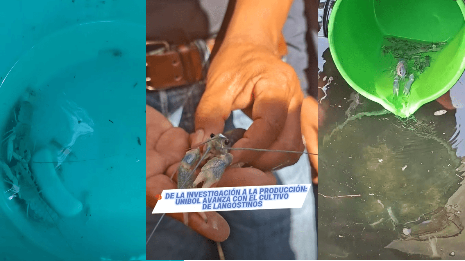 Universidad Indígena siembra langostinos en busca de nuevas oportunidades productivas