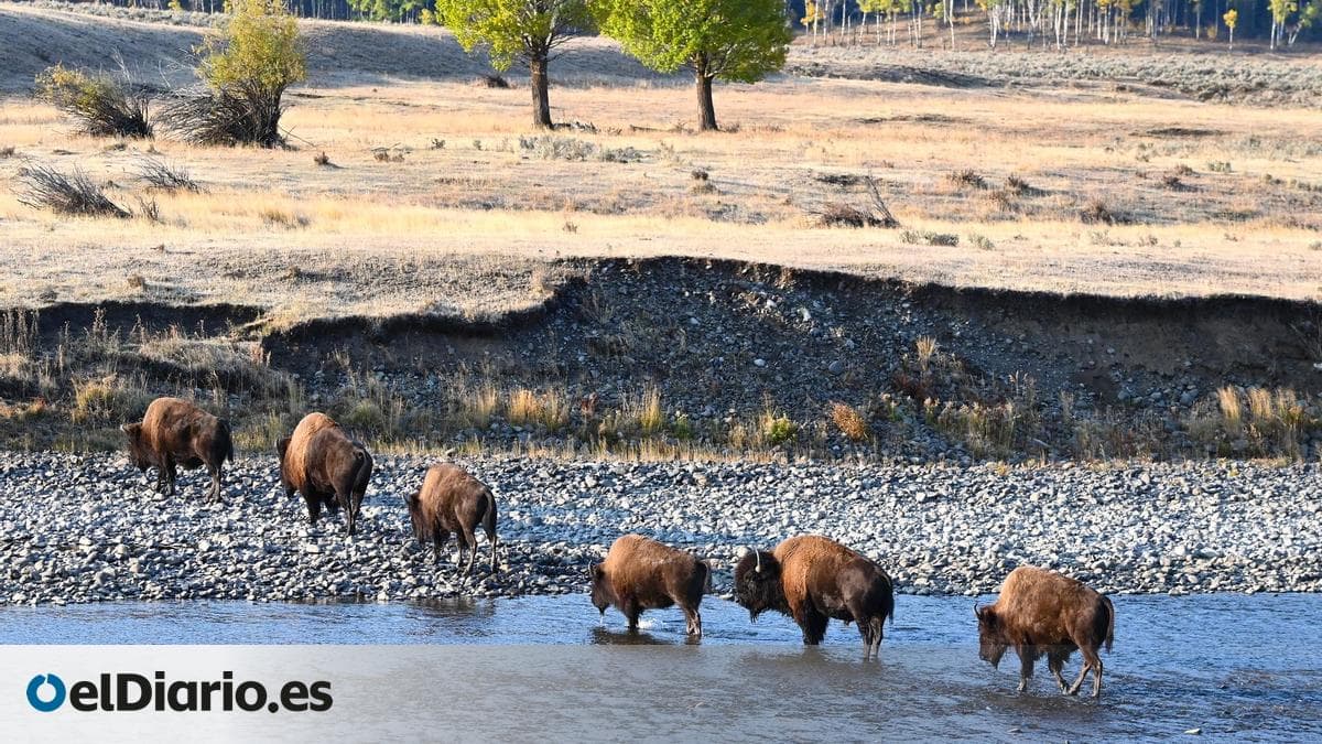 ¿Qué están haciendo las tribus indígenas para devolver el bisonte a su territorio histórico?