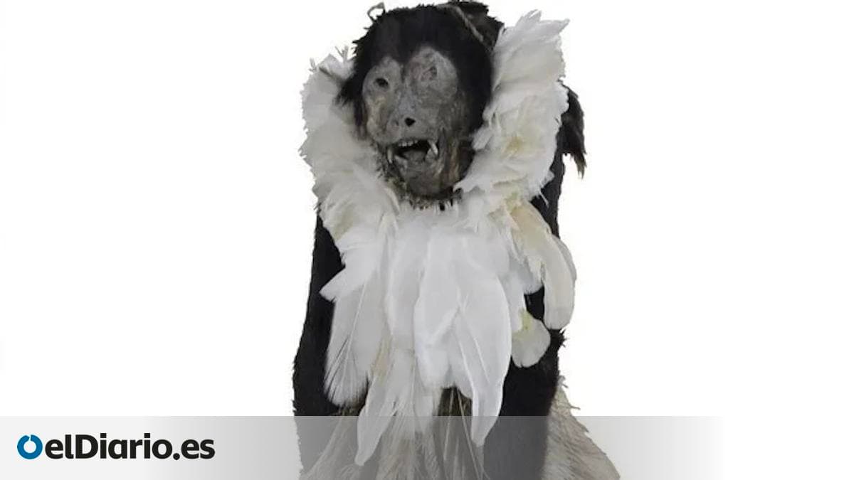 Descubren en Argentina una extraña momia de mono vestida con plumas que pudo tener un uso chamánico