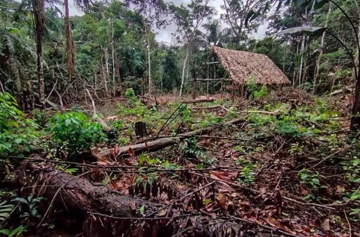 Avasalladores ingresan a territorio Tacana II y ponen en riesgo a pueblos indígenas no contactados