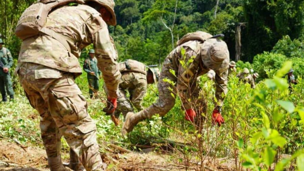 Bolivia. Se paralizó erradicación de coca en el trópico, por intromisión del gobierno
